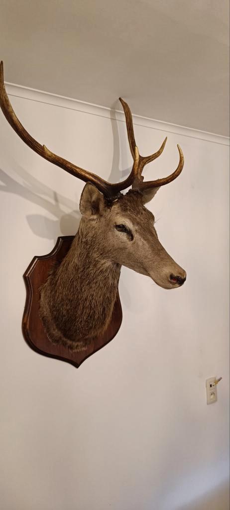 Hertenkop Taxidermie - Prachtige Wanddecoratie, Huis en Inrichting, Woonaccessoires | Wanddecoraties, Gebruikt, Ophalen