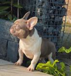 🥰 unieke isabella tan pied franse bulldog DEKREU Lorenzo 🥰, Dieren en Toebehoren, Honden | Dekreuen, Particulier, Rabiës (hondsdolheid)