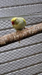halsbandparkieten, Dieren en Toebehoren, Vogels | Parkieten en Papegaaien, Meerdere dieren, Parkiet, Geringd