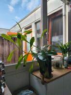 Nepenthes Kannen-/ beker-/ vleesetende plant met pot, Huis en Inrichting, Ophalen, Overige soorten, Halfschaduw, In pot