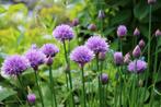 Vaste plant :  Bieslook 2 euro, Vaste plant, Halfschaduw, Zomer, Ophalen
