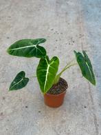 Alocasia frydek variegata green on green, Huis en Inrichting, Kamerplanten, Ophalen of Verzenden, Halfschaduw, Minder dan 100 cm