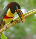 Bruinoor arassari, Dieren en Toebehoren, Mannelijk, Tropenvogel, Geringd