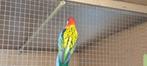 Te koop goudmantel rosella man, Dieren en Toebehoren, Mannelijk, Parkiet