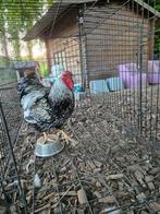 Wyandotte zilver gezoomd haan groot, Dieren en Toebehoren