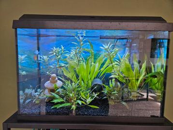 Juwel Aquarium incl vissen en toebehoren  beschikbaar voor biedingen