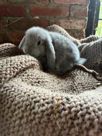 Lieve Franse hangoor konijn, Dieren en Toebehoren, Konijnen, Geslacht onbekend, Groot, Hangoor, 0 tot 2 jaar