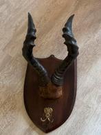 Hartenbeest Afrikaans Gewei op hout, Verzamelen, Dierenverzamelingen, Ophalen of Verzenden, Gebruikt, Hert, Gewei of Kop