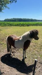 Te koop 3 kleurige bonte hengst, Hengst, A pony (tot 1.17m), Recreatiepony