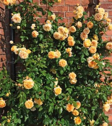 Stekjes Roos (Crown Princess Margareta - Auswinter) beschikbaar voor biedingen