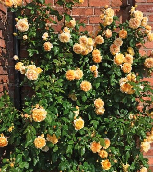 Stekjes Roos (Crown Princess Margareta - Auswinter), Tuin en Terras, Planten | Tuinplanten, Volle zon, Zomer, Ophalen