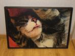 Foto op canvas van slapende kat 40 x 60 cm, Huis en Inrichting, Minder dan 50 cm, Foto of Poster, Gebruikt, Ophalen of Verzenden