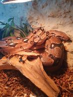 Boa constrictor inclusief terrarium, Ophalen, Gebruikt, Terrarium of Paludarium