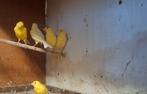 1man en 2 poppen gele kanaries, Dieren en Toebehoren, Meerdere dieren, Kleurkanarie