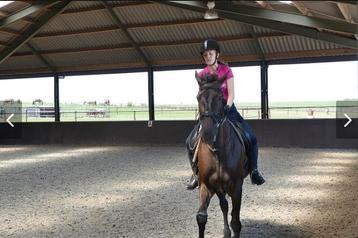 gezocht: K.o.a.b. merrie of ruin Paard/ e-pony beschikbaar voor biedingen