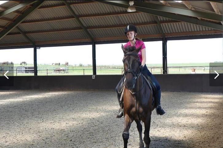 gezocht: K.o.a.b. merrie of ruin Paard/ e-pony, Dieren en Toebehoren, Paarden en Pony's | Verzorgingsproducten, Zo goed als nieuw