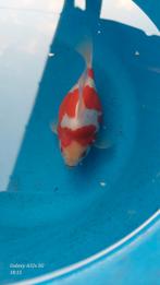 Tamasaba Goudvis, Goudvis(sen)