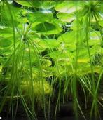 Limnobium laevigatum - Kikkerbeet drijfplantjes., Dieren en Toebehoren, Ophalen, Nieuw, Plant(en), Steen of Hout
