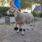 Swifter dekram, Dieren en Toebehoren, Schapen, Geiten en Varkens, Mannelijk, Schaap