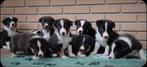 Mooi nestje Border collie pups met stamboom., Meerdere, Meerdere dieren, Herder, Nederland