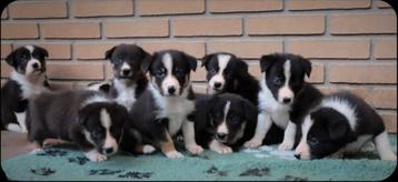 Mooi nestje Border collie pups met stamboom. beschikbaar voor biedingen