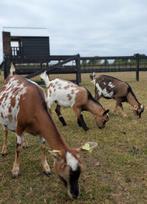 3 Hoornloze bokjes te koop!, Dieren en Toebehoren, Schapen, Geiten en Varkens, Mannelijk, Geit