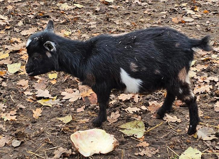 Aangeboden 3 jonge dwerggeitjes, Dieren en Toebehoren, Schapen, Geiten en Varkens, Geit, Vrouwelijk, 0 tot 2 jaar