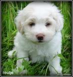 Boomer middelslag pups, Dieren en Toebehoren, Nederland, Overige rassen, 8 tot 15 weken, Teef
