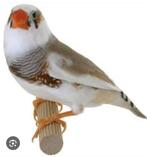 Te koop gevraagd zebravink man lees verder, Dieren en Toebehoren, Mannelijk