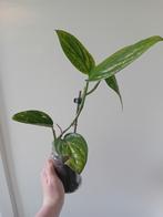 Monstera peru, Ophalen, Overige soorten, Minder dan 100 cm