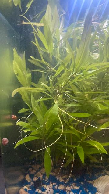 Aquarium plant Groot in de pot beschikbaar voor biedingen