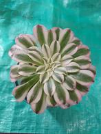 Aeonium Green Scarlet Ink, Huis en Inrichting, Vetplant, Ophalen of Verzenden, Minder dan 100 cm, Volle zon