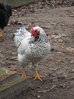 Knappe witte wyandotte haan, nog geen jaar oud, Dieren en Toebehoren, Pluimvee, Mannelijk, Kip
