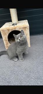 Britse korthaar kitten, Dieren en Toebehoren, Katten en Kittens | Overige Katten, Kater