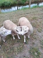 3 witte Dek rammen, Mannelijk, Schaap