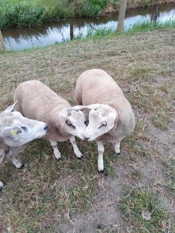  3 witte Dek rammen beschikbaar voor biedingen