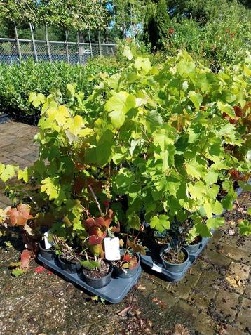 Druiven vitis boskoop glory beschikbaar voor biedingen