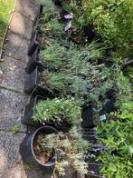 Lavendel plant. staat in een kuip om makkelijk mee te neme, Vaste plant, Halfschaduw, Zomer, Ophalen