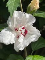 2 meter hoge Hibiscus. Gifvrij gekweekt. Eetbare bloem., Ophalen, Zomer, Overige soorten, Halfschaduw