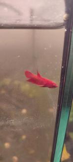 Jonge betta mannen rood, Dieren en Toebehoren, Vissen | Aquariumvissen, Vis, Zoetwatervis