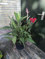 Grote Cannaplant met rode bloemen in pot, Volle zon, Vaste plant, Zomer, Ophalen