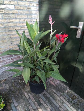 Grote Cannaplant met rode bloemen in pot beschikbaar voor biedingen