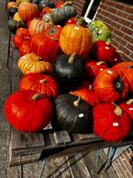 Halloween, sier- en eetbare pompoenen te koop, Tuin en Terras, Ophalen, Nieuw
