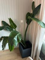 Bananenplant ca. 150 cm, Ophalen, 100 tot 150 cm, Overige soorten, Halfschaduw