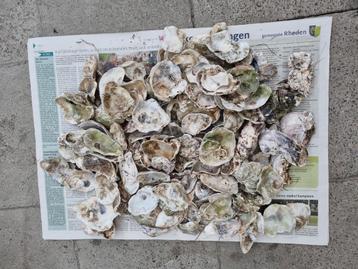 Schelpen  beschikbaar voor biedingen
