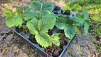 Laatste Aarbeienplanten - weer er snel bij, Ophalen, Volle zon, Vaste plant, Zomer