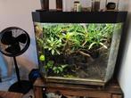 Paludarium ,inclusief dieren & toebehoren, Dieren en Toebehoren, Reptielen en Amfibieën | Toebehoren, Ophalen, Gebruikt, Terrarium of Paludarium