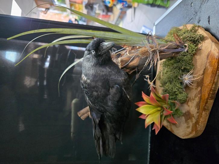 Opgezette kauw, Verzamelen, Dierenverzamelingen, Zo goed als nieuw, Opgezet dier, Ophalen of Verzenden