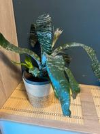 Kamerplanten met mand voor 10 euro, Huis en Inrichting, Kamerplanten, Ophalen, Halfschaduw, Minder dan 100 cm