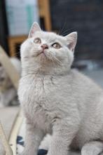 Britse korthaar kittens, Dieren en Toebehoren, Katten en Kittens | Raskatten | Korthaar, Meerdere dieren, Ontwormd, 0 tot 2 jaar